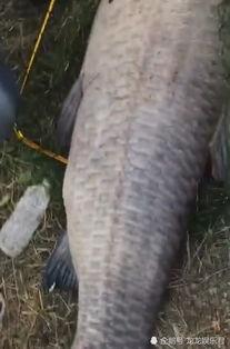 青鱼视频在线观看国产